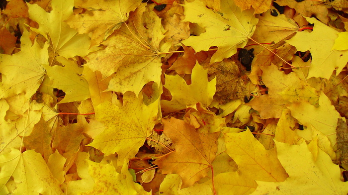 leaves, yellow, macro, autumn, Earth