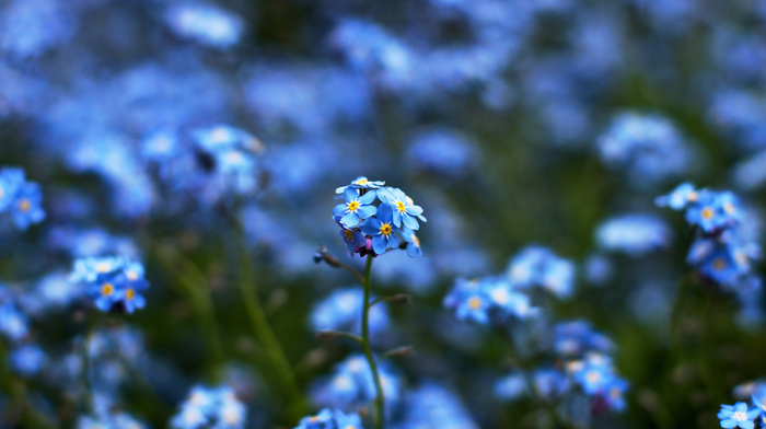 blue, bokeh, yellow, colors, flowers