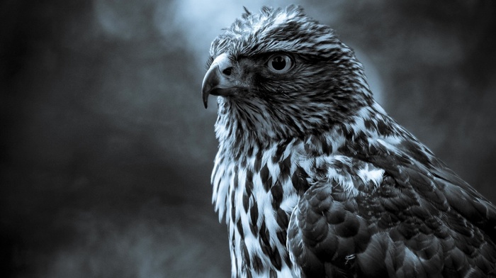 bird, predator, gray, background, stunner