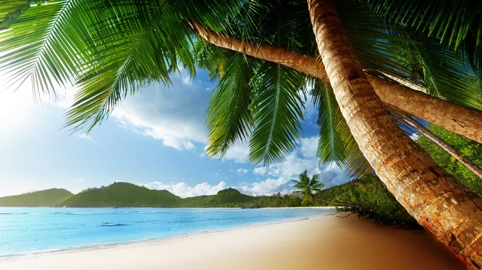 palm trees, sand, ocean, summer, beach, nature