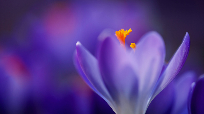 macro, purple, motion blur, flowers