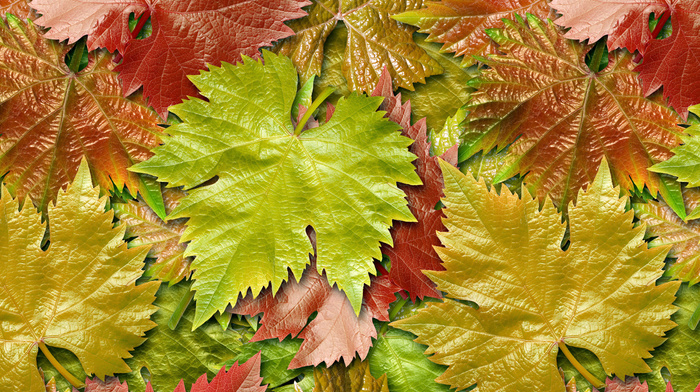 autumn, leaves, grapes