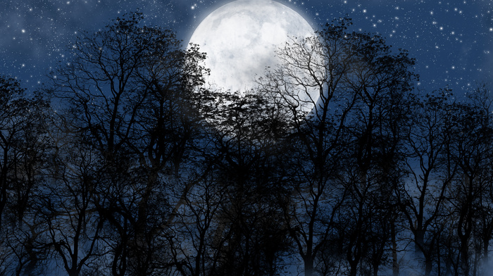 moon, forest, night, stunner