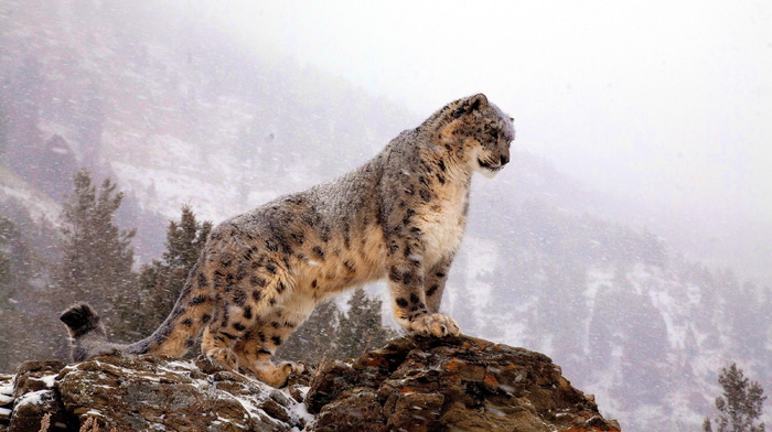 mountain, rock, animals