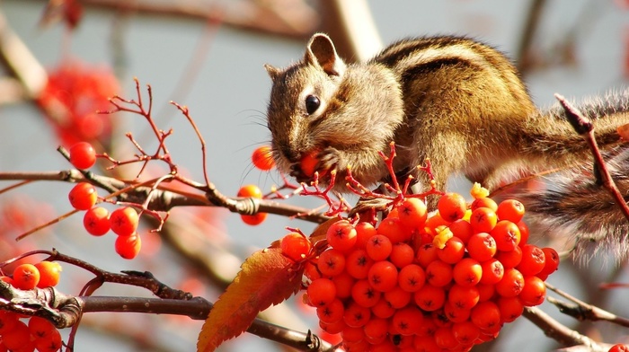 berries, animals