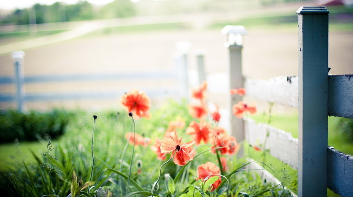 fence, flowers, macro, poppies, light