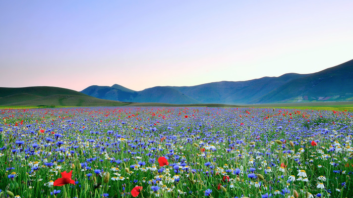sky, field, valley, flowers, poppies, chamomile