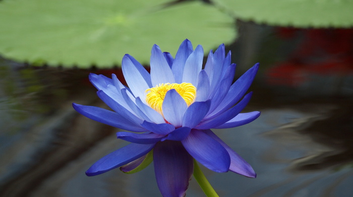 flower, leaves, flowers