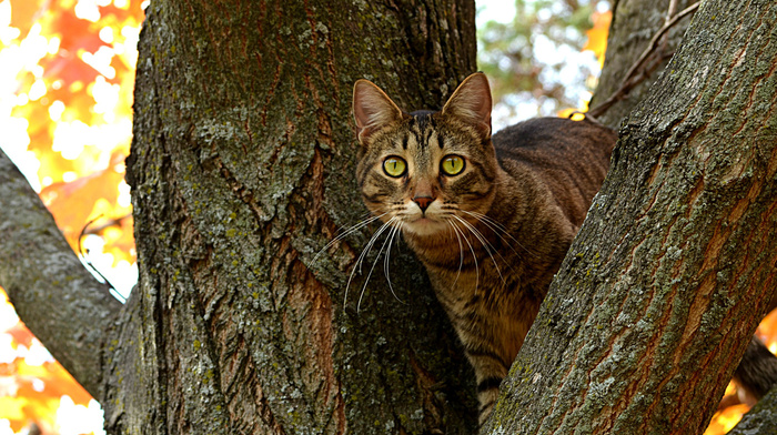 tree, cat, animals