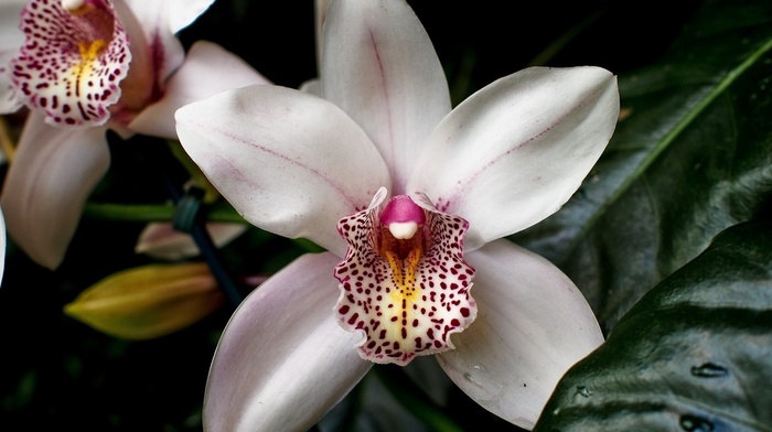 flowers, white, flower