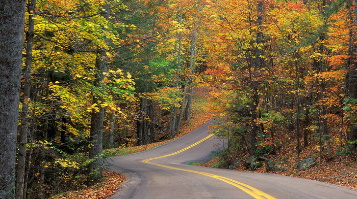 nature, autumn, trees, leaves, road, forest, track
