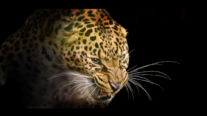 animals, leopard