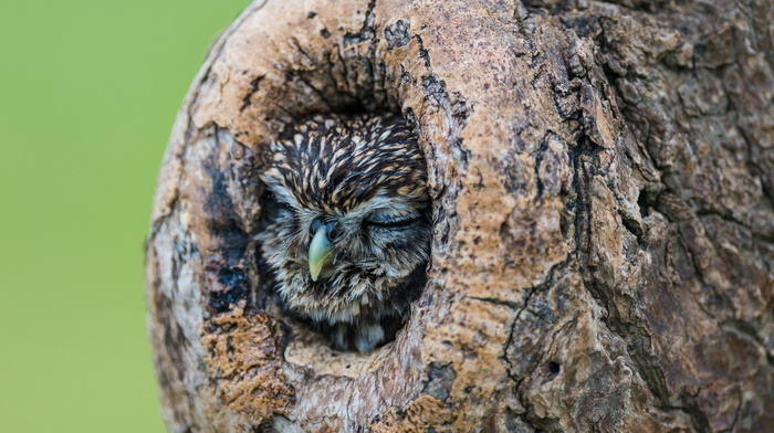 nature, owl, tree, animals