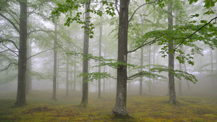 trees, foliage, forest, nature, mist