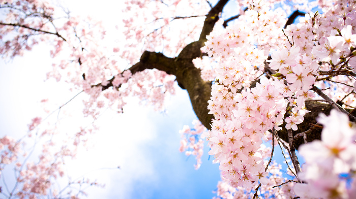 sakura, sky, flowers, spring, twigs