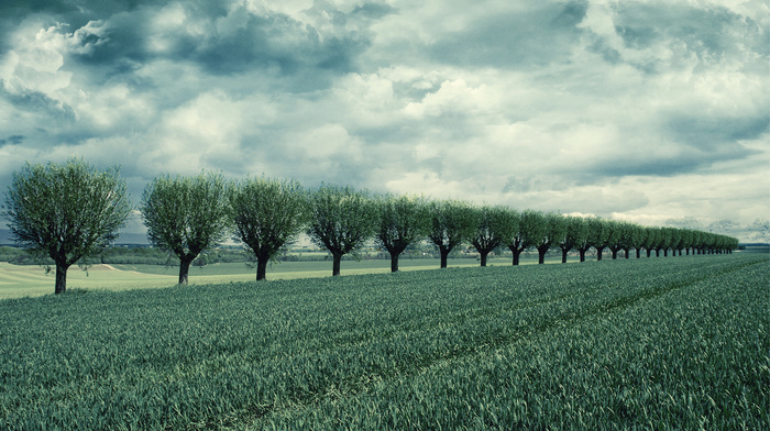 sky, field, trees, nature, clouds