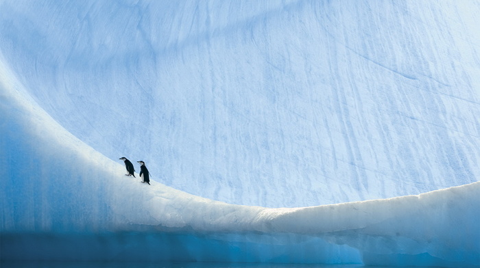 nature, penguins