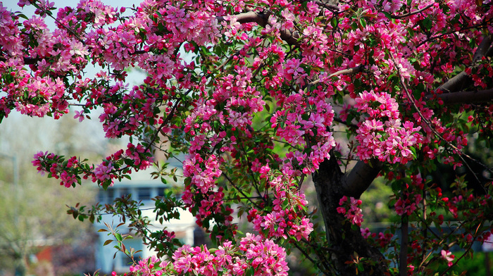tree, bloom, nature, spring