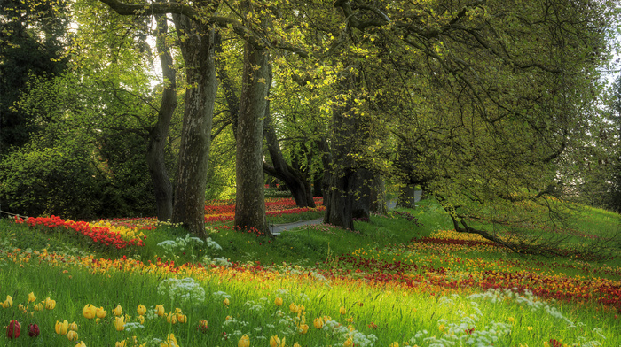 flowers, glade, spring, grass, tulips, nature, trees