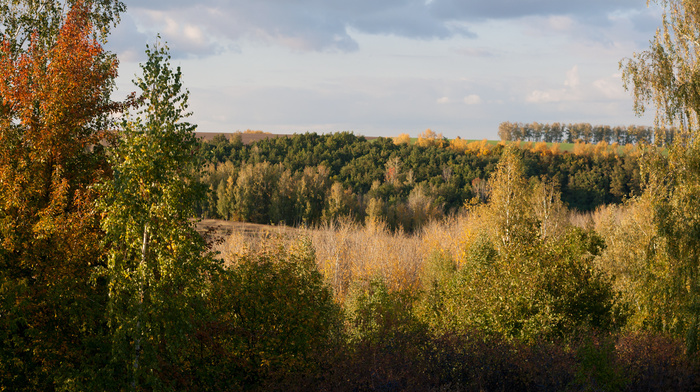 clouds, forest, nature