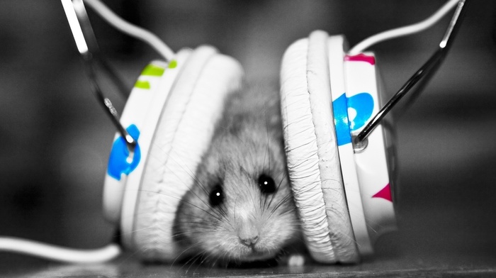 animals, mood, humor, headphones