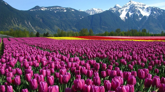 mountain, field, flowers, tulips
