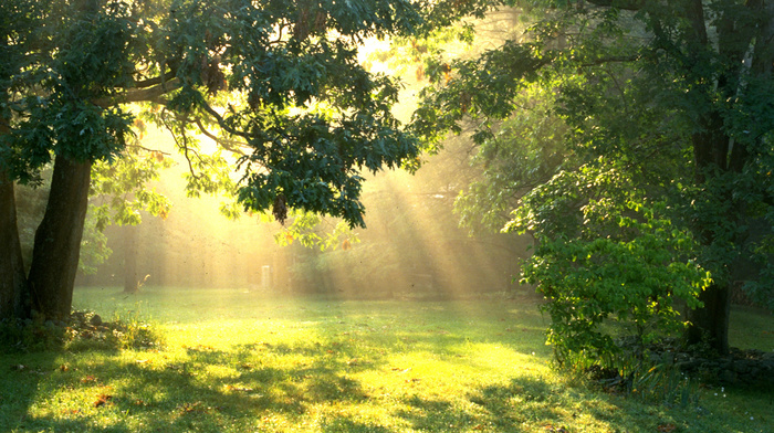 glade, trees, forest, Sun, nature
