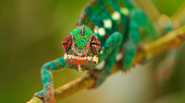 eyes, animals, green, branch