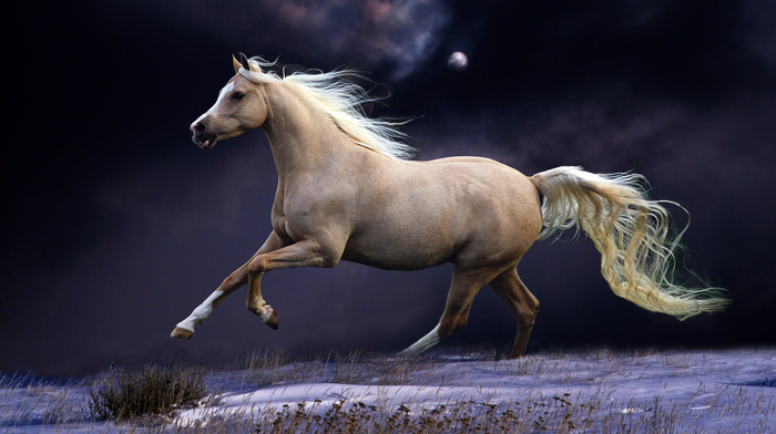 tail, horse, sky, moon, snow, animals, night
