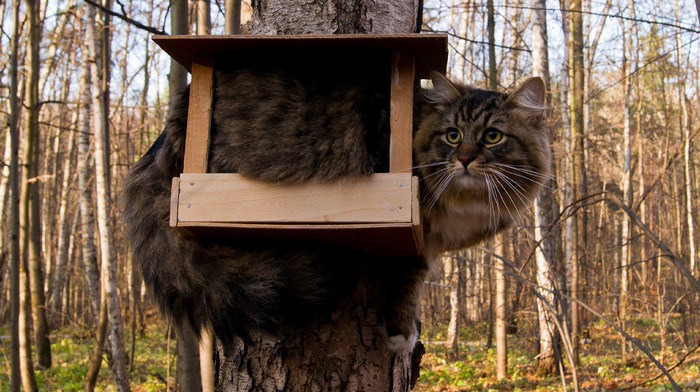 cat, tree, animals