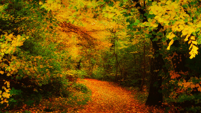 nature, leaves, trees, autumn, runway