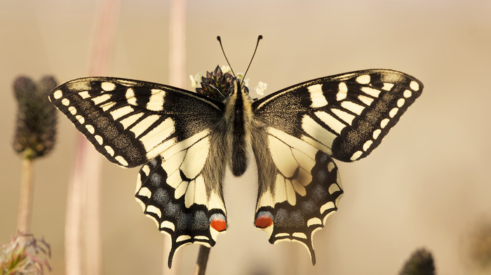 butterfly, wings, beautiful, macro