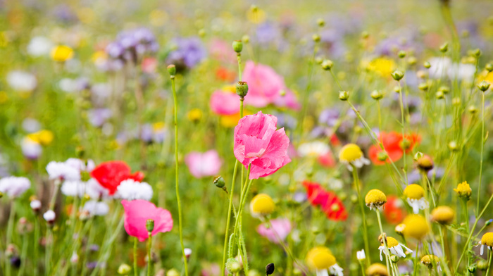 field, bokeh, flowers