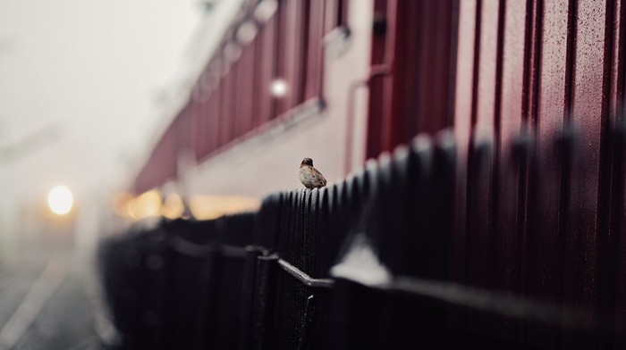 stunner, street, fence