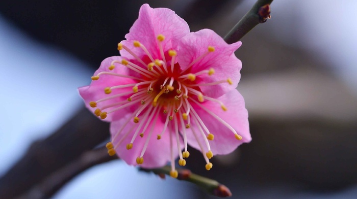 flower, macro, pink, branch