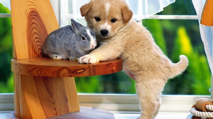 puppy, animals, window