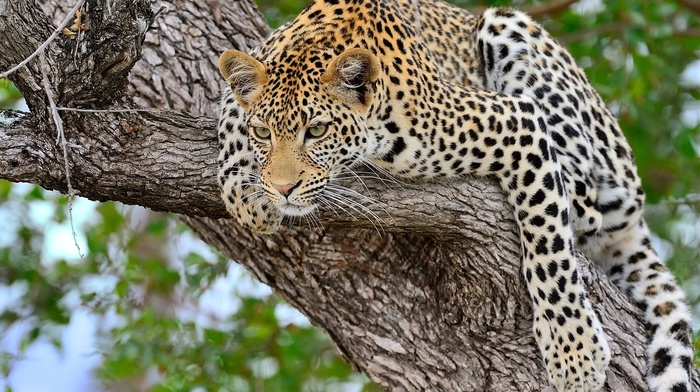 leopard, animals, tree
