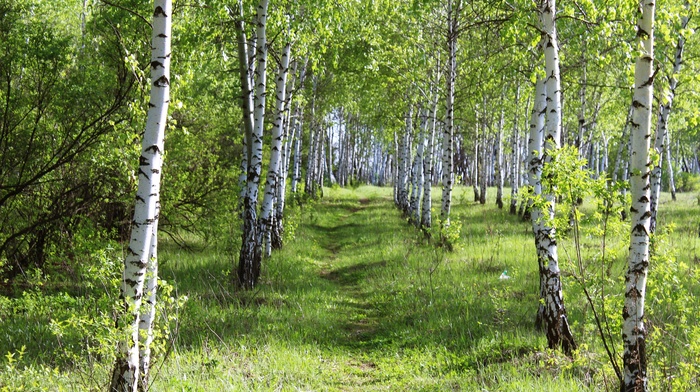 spring, landscape, forest