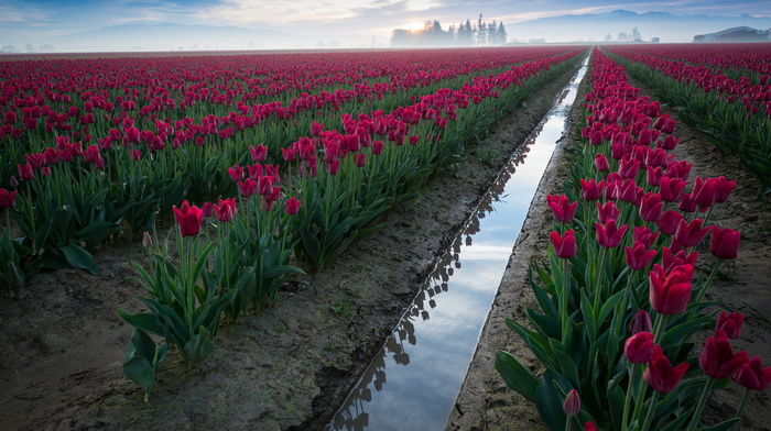 sky, flowers, field