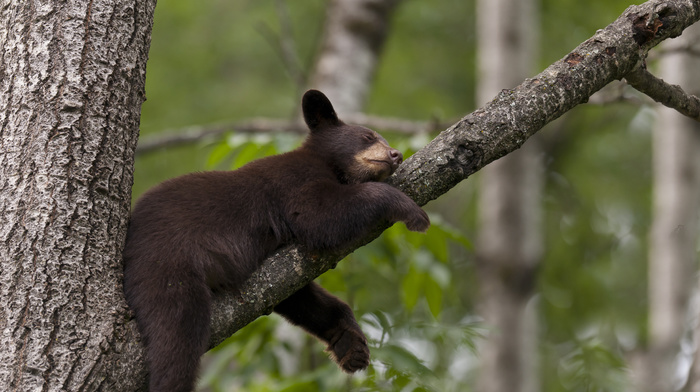 animals, tree