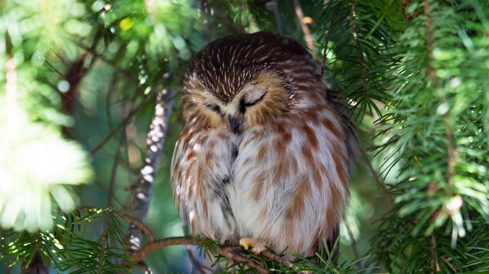 animals, owl, tree, nature