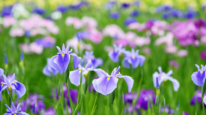 flowers, summer