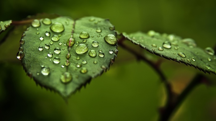 dew, greenery, macro, water, leaves, drops