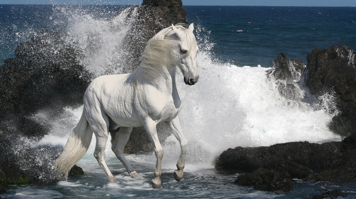 gray, horse, animals, stones, sea, white