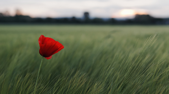 red, flower, field, nature, grass