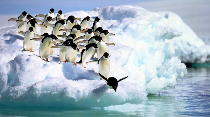 water, penguins, snow, animals