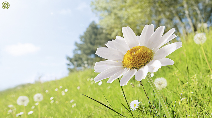 flowers, summer