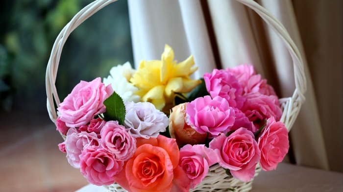 pink, white, orange, flowers, roses