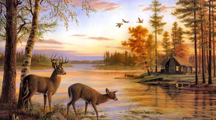 animals