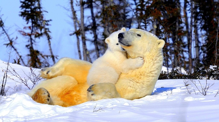 tenderness, animals, snow